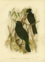 Quoys Krähenwürger oder Schwarzer Metzgervogel, 1891
